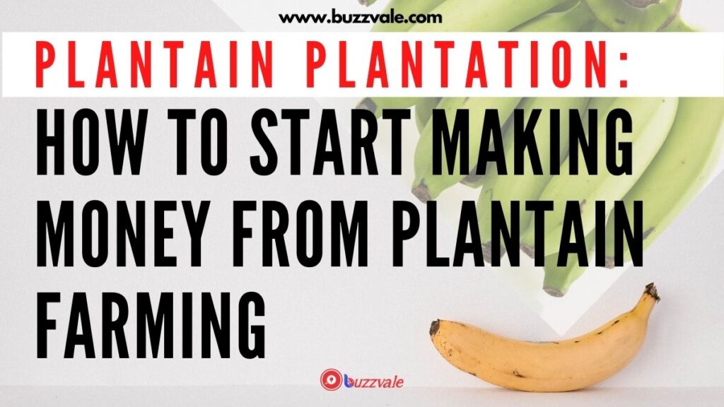 plantain farming how to make money from plantain business